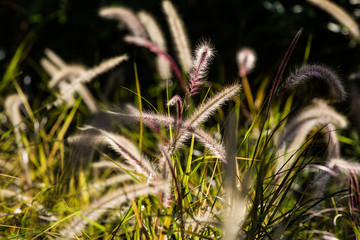 green plants bright background