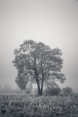 Landscape with lonely tree, black and white