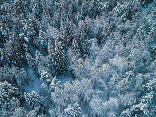 winter forest aero wiev