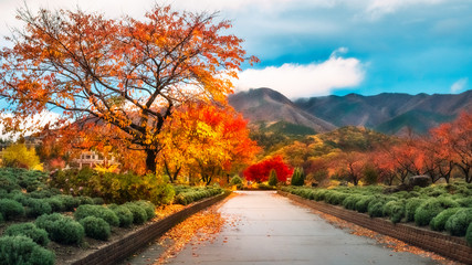 Obraz premium Spectacular autumn colors after rain in Fujikawaguchiko, Japan.
