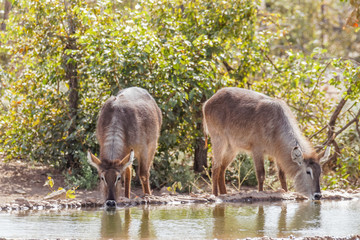 Waterbucks ( Kobus Ellipsiprymnus) drinking at a water hole, Ongava Private Game Reserve ( neighbour of Etosha), Namibia.