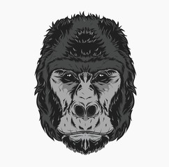 Vector illustration, gorilla head on a white background. Can be used for printing on T-shirts, flyers, etc. Vector illustration