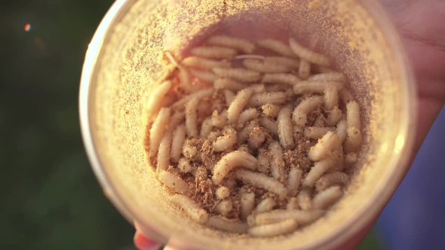 Maggots move inside jar. Demonstration of larvas on camera. Fishing with live bait.