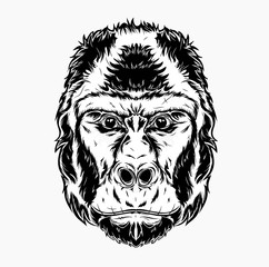 Vector illustration, gorilla head on a white background. Can be used for printing on T-shirts, flyers, etc. Vector illustration