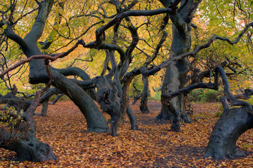 Bad Nenndorf Süntelbuchenwald Herbst © Blickfang