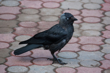black jackdaw bird