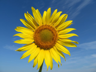 Blooming sunflower on blue sky background
