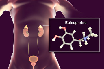 Epinephrine hormone produced by adrenal gland, 3D illustration. It has effect on blood pressure, lypolysis, glycogenolysis © Dr_Microbe