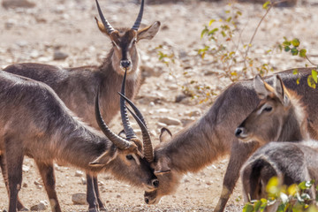 Naklejka na ściany i meble Male waterbucks ( Kobus Ellipsiprymnus) fighting for dominance, Ongava Private Game Reserve ( neighbour of Etosha), Namibia.