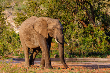 Fototapeta na wymiar Elephant bull in the south part of the Kruger National Park in South Africa