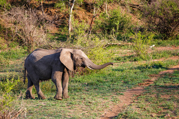 Elephant bull in the south part of the Kruger National Park in South Africa
