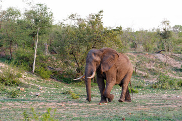 Fototapeta na wymiar Elephant bull in the south part of the Kruger National Park in South Africa