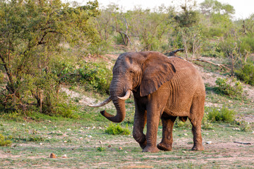 Elephant bull in the south part of the Kruger National Park in South Africa