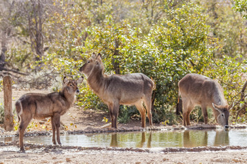 Naklejka na ściany i meble Waterbucks ( Kobus Ellipsiprymnus) drinking at a water hole, Ongava Private Game Reserve ( neighbour of Etosha), Namibia.
