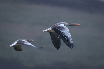 Fototapeta na wymiar Greylag goose (Anser anser), Orkney, Scotland