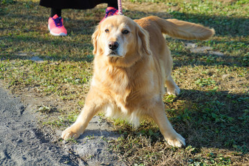 ゴールデンレトリバーのイメージ