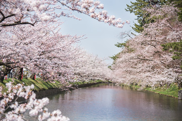 Obraz na płótnie Canvas Cherry blossoms at the Hirosaki Castle Park in Hirosaki, Aomori, Japan