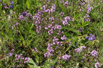 Medicinal shrub thyme plant (Thymus serpyllum) creeping grows on a green meadow in summer.