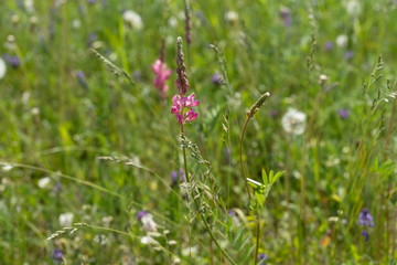Meadow flower Sainfoin (Onobrychis viciifolia) grows in a field on a green background of miscellaneous herbs.