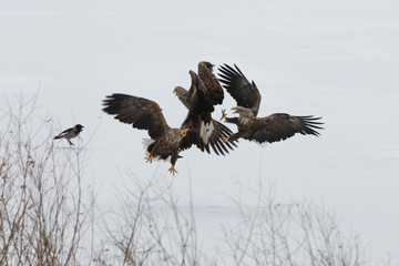 eagle in flight