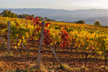 Magnificent view of picturesque autumn vineyards in the Tuscany region in golden morning sunlight, Italy