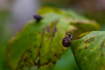 snail on a sheet