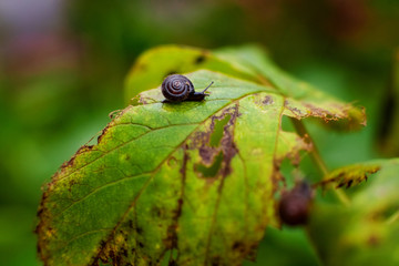 snail on a sheet