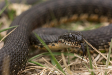 snake on grass