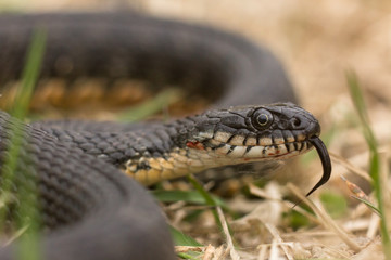 Fototapeta premium snake in grass
