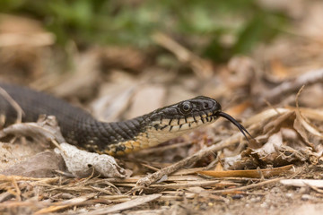 snake