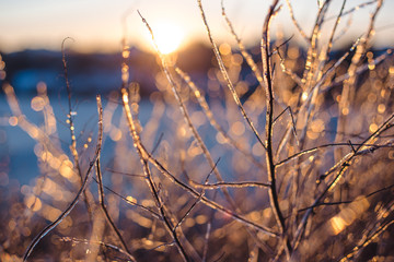 Frozen beautiful plants covered with icicles in sunlight. Winter background. Selective focus. Shallow depth of field