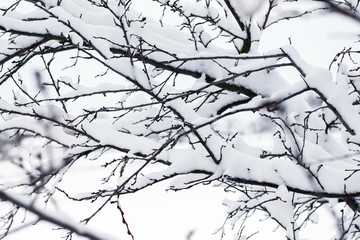 The branches of a tree under a thick snow cover_