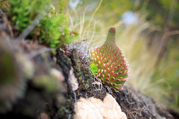 Succulent plant in the Baikal Lake region in Russia