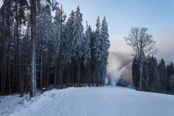 Beautiful winter forest in Carpathians