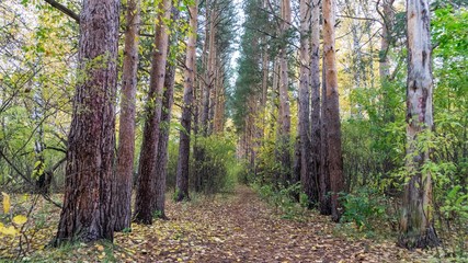 Beautiful forest. Autimn in Siberia. Tomsk