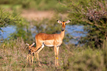 imapala mother and baby at the border of the Sabie River in Kruger National Park in South Africa