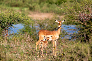 Naklejka na ściany i meble imapala mother and baby at the border of the Sabie River in Kruger National Park in South Africa