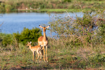 imapala mother and baby at the border of the Sabie River in Kruger National Park in South Africa