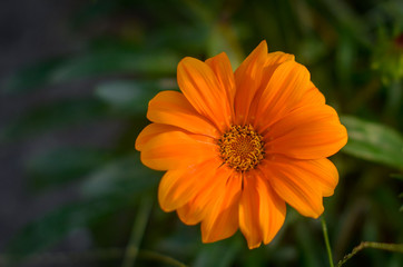 оранжевый, цветок, цветы,orange, flower, flowers,