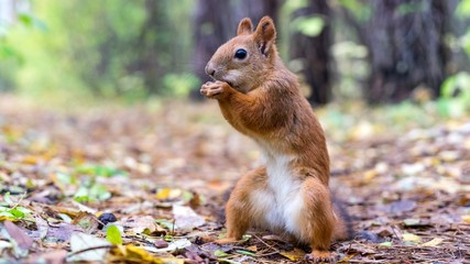 Beautiful Squirrel close up with fluffy tail in forest, Tomsk
