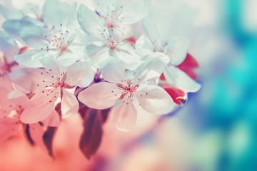 Panele Szklane  Kwitną białe kwiaty. Natura piękny kwiatowy pastelowe tło