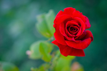 Цветы, Flowers, розы,rose