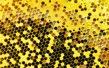 close up bee honeycomb background. honey cells