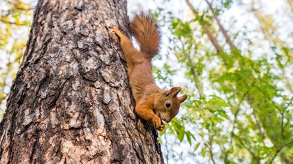 Beautiful Squirrel close up sits on the tree, Tomsk