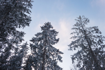 Winter trees. Carpathians
