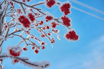 Rowan bunches of scarlet