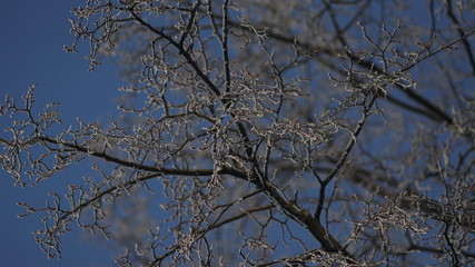 branches of a tree