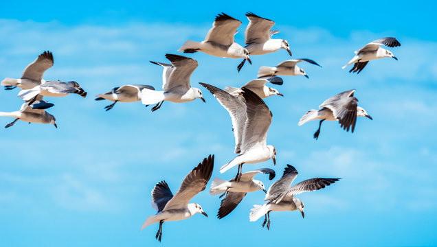 A flock of seagulls against a blue sky, Miami, Florida, USA. With selective focus.