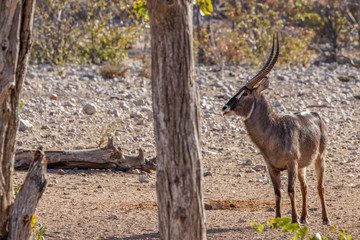 A male waterbuck ( Kobus Ellipsiprymnus) looking alert, Ongava Private Game Reserve ( neighbour of Etosha), Namibia.