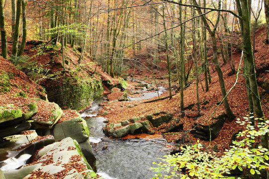 Creek in the autumn beech forest